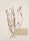 Phalangium bicolor DC. ; Simethis planifolia Gren. et Godr. ; Anthericum bicolor Desf.