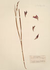 Gladiolus aleppicus Boiss.