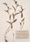 Cephalanthera pallens Rich ; Cephalanthera lancifolia Coss. et Germ. ;  Cephalanthera grandiflora Bab.