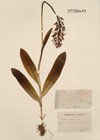 Orchis simia Lamk x Orchis militaris L.