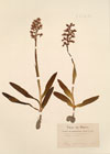 Orchis mascula L.