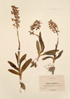 Orchis olbiensis Reut.