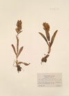 Orchis sambucina L.