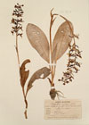 Orchis montana G. et G.