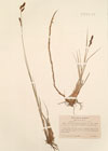 Carex buxbaumii Wahlbg.