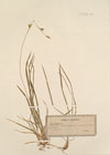 Carex michelii Host.