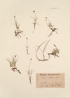 Carex obtusata Lilj.