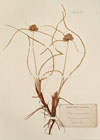 Cyperus schoenoides Griseb. ; Schoenus mucronatus L.
