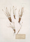 Elyna spicata Schrad. ; Kobresia scirpina Willd.