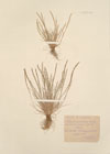 Nardurus tenuiflorus Boiss. ; Festuca tenuiflora Schrad. ; Nardurus tenellus Rchb. ; 