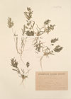 Poa megastachya Koel. ; Eragrostis megastachya Link. ; Eragrostis vulgaris Coss. & Germ. var megastachya