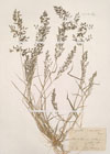 Eragrostis poaeoides P. Beauv.