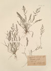 Eragrostis purshii Lk.