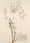 Eragrostis pilosa P.Beauv.