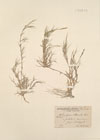 Aeluropus littoralis Parl. ; Dactylis littoralis Willd. ; Poa littoralis Gouan.