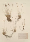 Festuca pumila Chaix