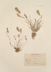 Bromus scoparius L. ; Serrafalcus cavanillesii W.K.