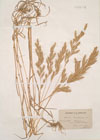 Bromus lanceolatus Roth. ; Serrafalcus macrostachys  ; Bromus macrostachys Desf. ; Bromus divaricatus Rhode