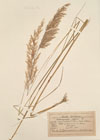 Calamagrostis littorea DC. ; Calamagrostis persica Boissier