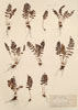 Woodsia  ilvensis (L.) R.Br.