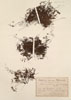 Hymenophyllum  unilaterale Bory