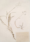 Agrostis truncatula Parl.